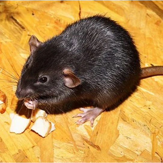 Rat
