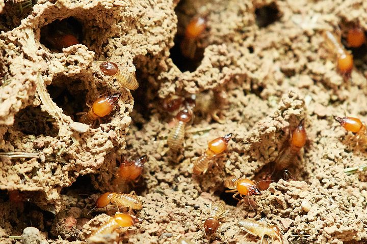 termites-3367350__480